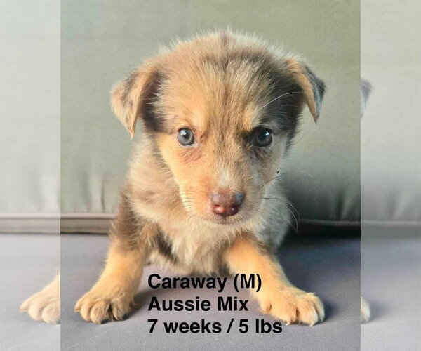 Medium Photo #1 Australian Shepherd-Unknown Mix Puppy For Sale in pomfret, CT, USA