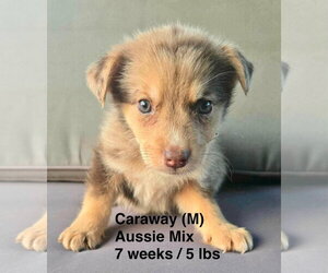 Australian Shepherd-Unknown Mix Dogs for adoption in pomfret, CT, USA