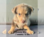 Small Australian Shepherd Mix