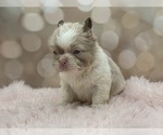 Small #8 French Bulldog