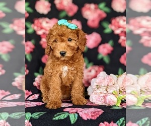 Goldendoodle (Miniature) Puppy for sale in KIRKWOOD, PA, USA
