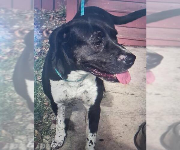 Medium Photo #1 Daniff Puppy For Sale in San Antonio, TX, USA