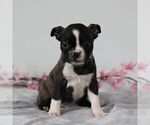 Small Photo #4 Boston Terrier Puppy For Sale in PORT ROYAL, PA, USA