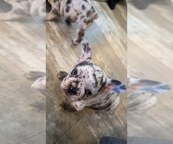 Medium Photo #3 French Bulldog Puppy For Sale in PASCO, WA, USA