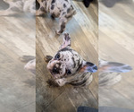 Puppy Baby stitch jr French Bulldog