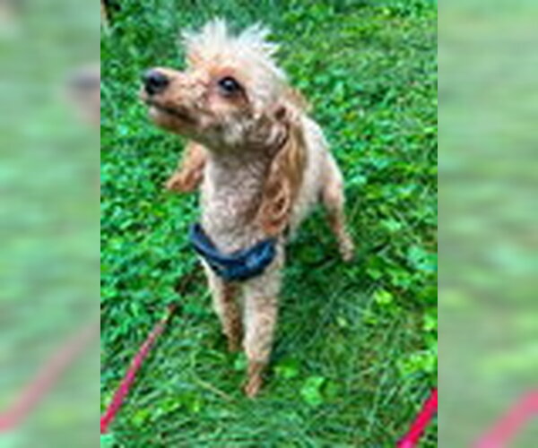 Medium Photo #6 Poodle (Miniature)-Unknown Mix Puppy For Sale in Hinckley, IL, USA