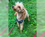 Small #5 Poodle (Miniature) Mix