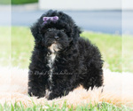 Puppy Paisley Poodle (Miniature)