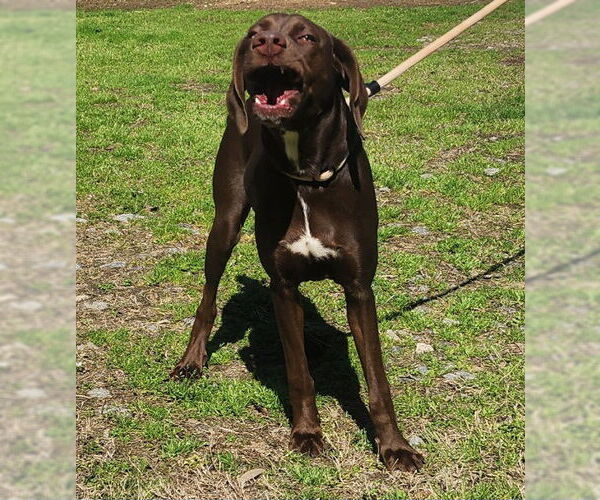 Medium Photo #4 German Shorthaired Pointer-Unknown Mix Puppy For Sale in Wetumpka, AL, USA