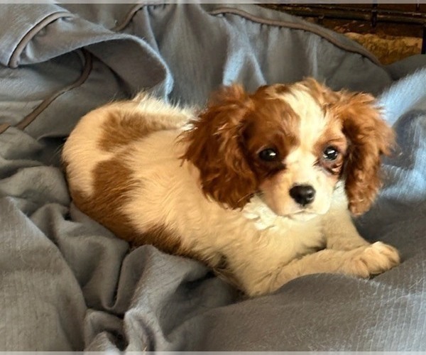 Medium Photo #2 Cavalier King Charles Spaniel Puppy For Sale in WATERTOWN, WI, USA