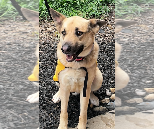 Medium Photo #7 German Shepherd Dog Puppy For Sale in Kansas City, MO, USA
