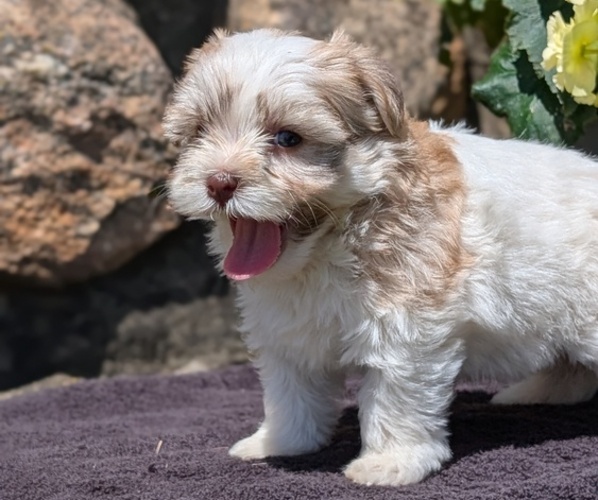Medium Photo #3 Havanese Puppy For Sale in GOSHEN, IN, USA