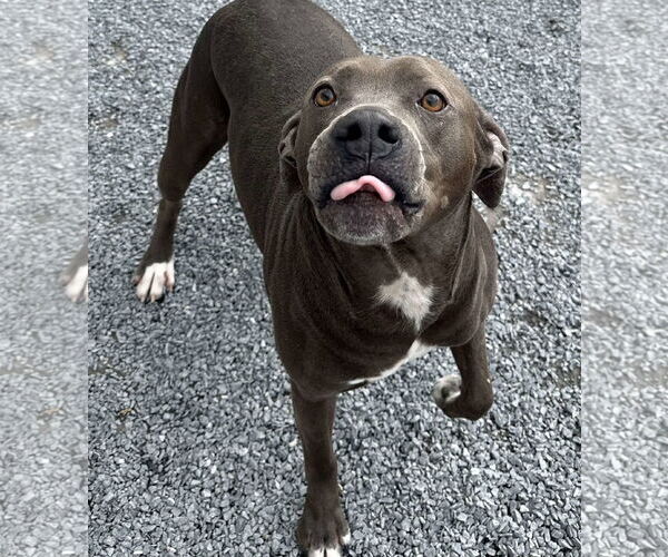 Medium Photo #6 American Pit Bull Terrier-Labrador Retriever Mix Puppy For Sale in Lewistown, PA, USA