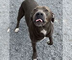 Small #5 American Pit Bull Terrier-Labrador Retriever Mix
