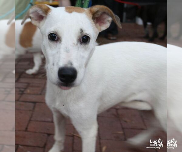 Medium Photo #9 Retriever -Unknown Mix Puppy For Sale in Washington, DC, USA