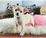 Small #2 Chihuahua
