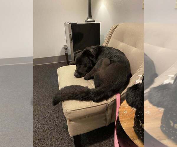 Medium Photo #2 Mutt Puppy For Sale in Abbeville, LA, USA