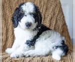 Puppy Waffles Bernedoodle (Miniature)