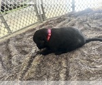 Small Photo #30 Labradoodle Puppy For Sale in KIRKSVILLE, MO, USA
