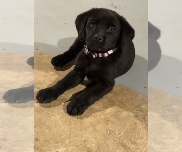 Medium Photo #2 Mastador Puppy For Sale in DAYTON, TN, USA