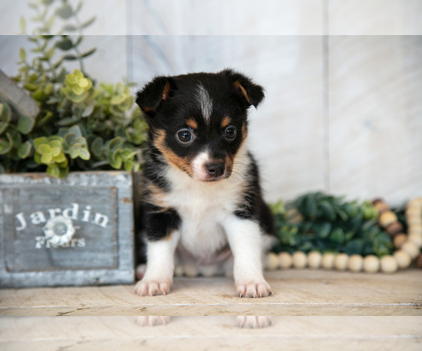 Medium Photo #1 Fox Terrier (Toy) Puppy For Sale in SUGARCREEK, OH, USA