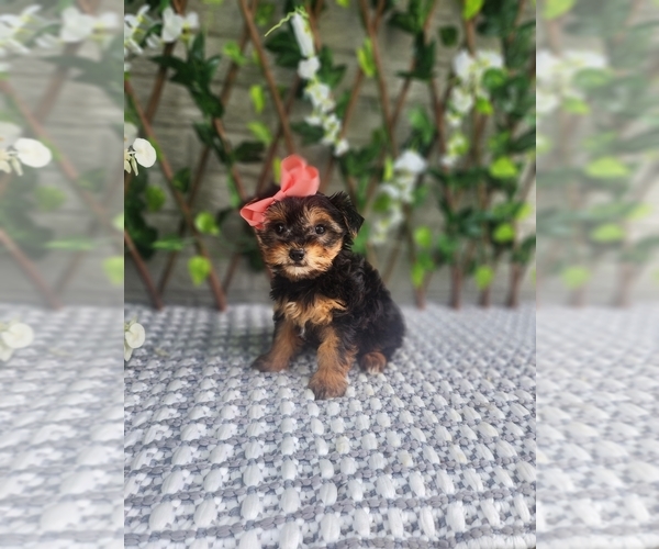 Medium Photo #3 Morkie Puppy For Sale in INDIANAPOLIS, IN, USA