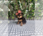 Small #2 Morkie