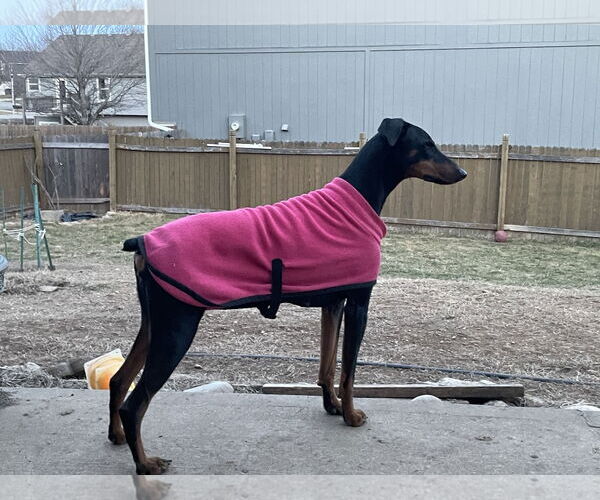 Medium Photo #7 Doberman Pinscher Puppy For Sale in Minneaoplis, MN, USA