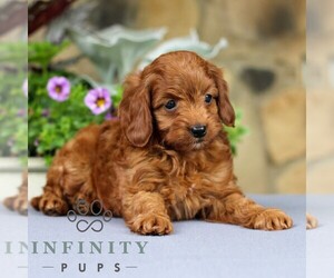 Cavapoo Puppy for sale in EAST EARL, PA, USA