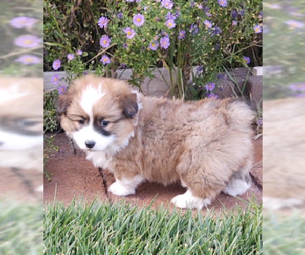 Medium Photo #1 Pembroke Welsh Corgi Puppy For Sale in HOLBROOK, AZ, USA