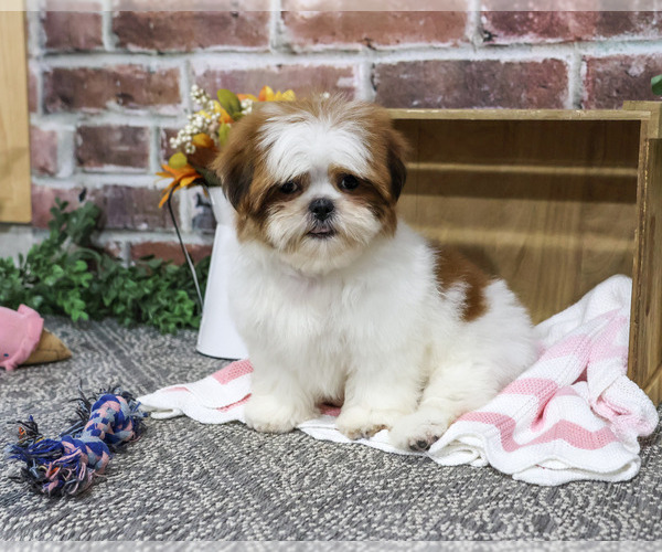 Medium Photo #1 Shih Tzu Puppy For Sale in SYRACUSE, IN, USA