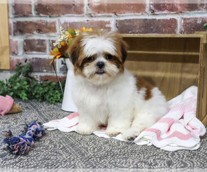 Shih Tzu Puppy for sale in SYRACUSE, IN, USA