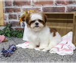 Small Photo #1 Shih Tzu Puppy For Sale in SYRACUSE, IN, USA