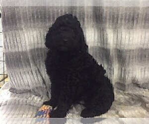Australian Labradoodle Puppy for sale in CHETEK, WI, USA
