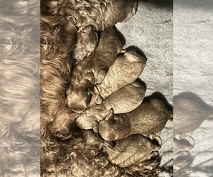 Cavapoo Puppy for sale in BERKLEY, MI, USA