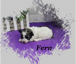 Small #6 Poodle (Toy)
