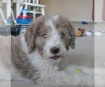 Small Photo #1 Labradoodle Puppy For Sale in COLORADO SPRINGS, CO, USA