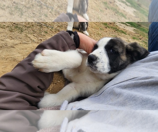 Medium Photo #22 Anatolian Shepherd Puppy For Sale in CUMBY, TX, USA