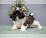 Puppy 2 Shih Tzu