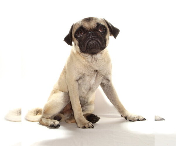 Medium Photo #2 Pug Puppy For Sale in Oakland Park, FL, USA