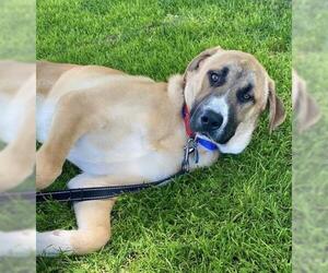 Pyrenees Husky Dogs for adoption in Bakersfield, CA, USA