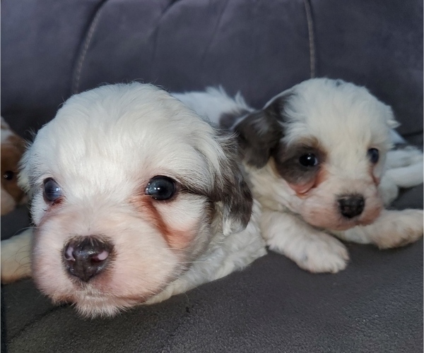 Medium Photo #15 Bernedoodle (Miniature) Puppy For Sale in LEETONIA, OH, USA