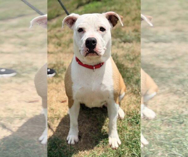Medium Photo #3 American Bulldog-Labrador Retriever Mix Puppy For Sale in Manahawkin, NJ, USA