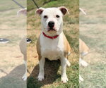 Small #2 American Bulldog-Labrador Retriever Mix