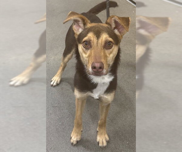 Medium Photo #1 Chihuahua-German Shepherd Dog Mix Puppy For Sale in Forestville, MD, USA