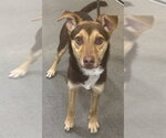 Small Chihuahua-German Shepherd Dog Mix