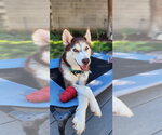 Small Siberian Husky Mix