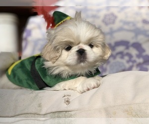 Pekingese Puppy for sale in MESQUITE, TX, USA