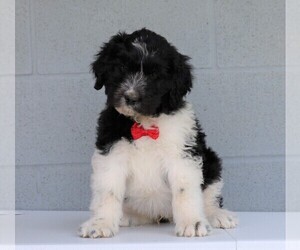 Newfypoo Puppy for sale in FREDERICKSBG, OH, USA