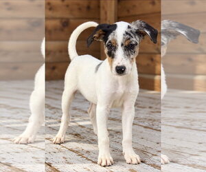 Uncle Henry Oz ~ meet me! - Male Australian Shepherd-Unknown Mix Dog for Adoption - Photo #4